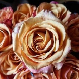 Meet your Posher, Aces